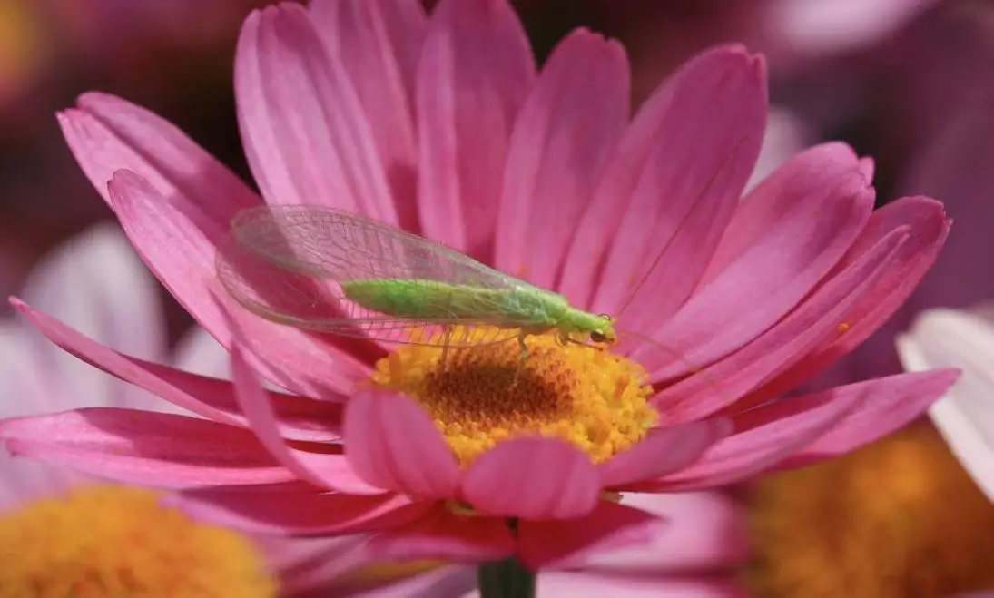 A green insect on a pink flower